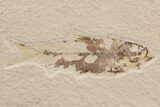 Three Bargain Knightia Fossil Fish - Wyoming #91574-3